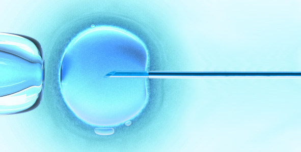 ivf 591